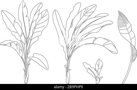 Vektor handgezeichnete Pflanzen clipart Bananenherbstiel Stock Vektor
