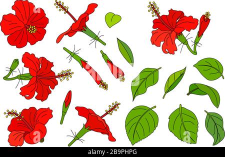 Vektor handgezeichnete Pflanzenclipart Hibiscus Blumen gesetzt Stock Vektor