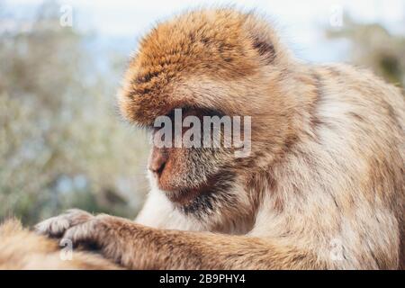 Wilder Affe als Barbary Macaque sitzend und anderen Affen stöhnend. Stockfoto