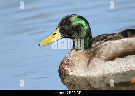 Ein atemberaubender männlicher Mallard Duck, Anas platyrhynchos, Schwimmen auf einem See. Stockfoto