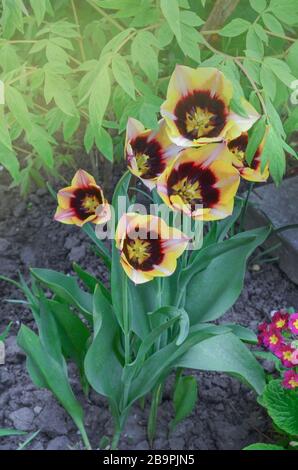 Frühlings-Garten mit gestreifter Tulpe Gavota. Schöne Frühlings-Natur. Stockfoto