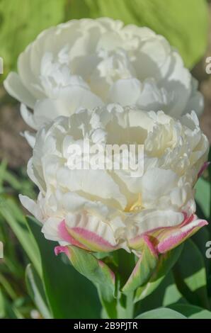 Ungewöhnliche pinke und weiße Eis-Tulpe. Weiße Tulpenmitte und Erdbeerfarbe blühen außen herum. Stockfoto