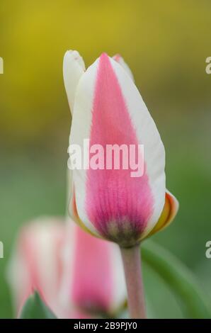 Mehrfarbige Tulpen wachsen auf einem Feld im Garten Stockfoto