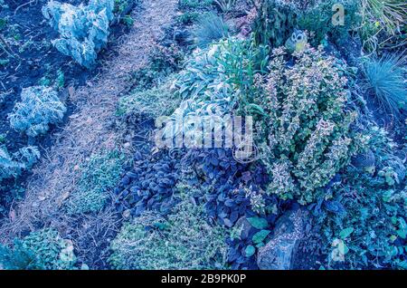 Gefroren, Sträucher, Pflanzen und Blumen im Garten im Winter. Stockfoto