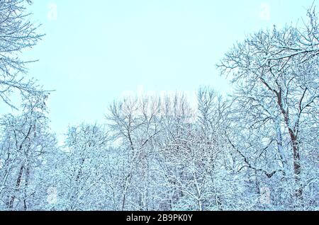 Schöner Park im Winter. Gefrorene Gartenbäume. Schneebedeckter Garten Stockfoto