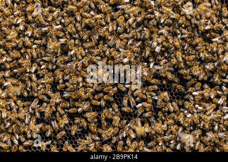 Ein Bienenschwarm arbeitet auf Waben in einem Apiary. Bienenwaben mit Bienen und Honig. Stockfoto