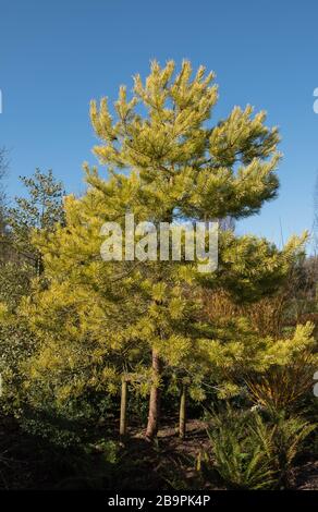 Winterliches Laub eines "Evergreen Golden Scots Pine Tree" (Pinus sylvestris "Aurea") in einem Woodland Garden im ländlichen Devon, England, Großbritannien Stockfoto