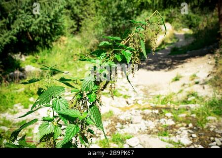 Nessel wächst in den Bergen. Nesselblumen. Volksmedizin Stockfoto