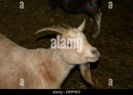 Porträt der amerikanischen Pygmäenziege bei Nacht, capra hircus aegagrus Ziegenbock, der neugierig auf die Kamera blickt Stockfoto