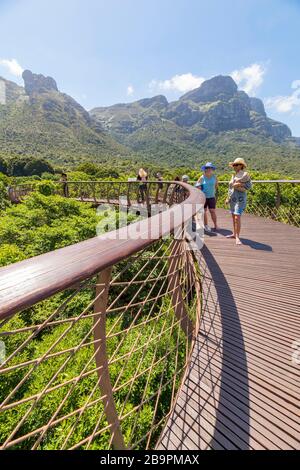 Kirstenbosch Baumbedachungs-Gehweg Der Centenary Tree Baumbedachungs-Gehweg Stockfoto