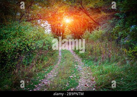 Wilder Pfad im Wald, Herbstszene mit Sonnenschein Stockfoto