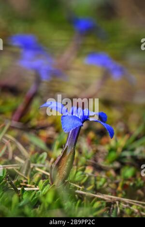 Kurzblättrige Heiden - Gentiana brachyphylla, schöne blaue Blume aus Hochalpen, Österreich. Stockfoto