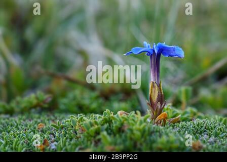 Kurzblättrige Heiden - Gentiana brachyphylla, schöne blaue Blume aus Hochalpen, Österreich. Stockfoto