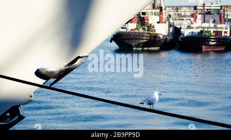 Seagull balanciert auf einem engen Seil-Anlegeplatz der Vosper Thornycroft Mirabella V Yacht, die nun in M5 Kapstadt Südafrika umbenannt wurde Stockfoto