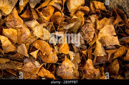 Trockenes Pappelblättchen im Herbst - abstrakter natürlicher Hintergrund Stockfoto