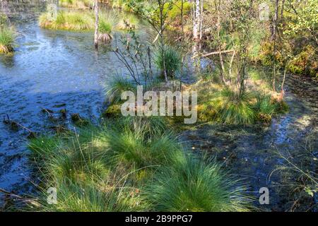 Sommerpanorama im Pietzmoor, Naturschutzgebiet, Naturpark in der Norddeutschen Heide Stockfoto
