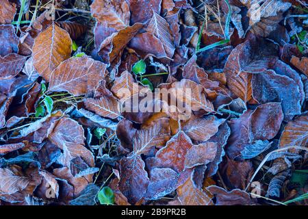 Schön gefrorener Herbstlaub - abstrakter natürlicher Hintergrund Stockfoto