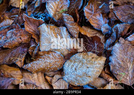 Alte Herbstbuche im blauen Hochfrost - schöner Hintergrund Stockfoto