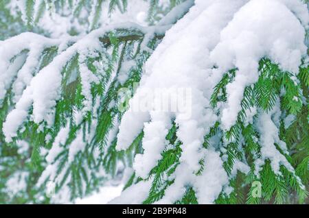 Ein Zweig eines mit flauschigem Schnee bedeckten Baumes. Äste eines Weihnachtsbaums Stockfoto