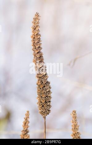 Riesiges Aniseed hyssop Agastache foeniculum samen boll Stockfoto