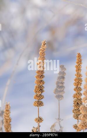 Riesiges Aniseed hyssop Agastache foeniculum samen boll Stockfoto