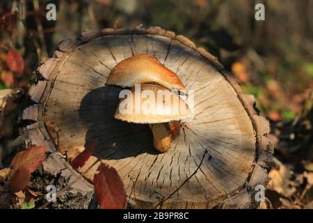 Pilze auf Holzstumpf im Herbstwald Stockfoto