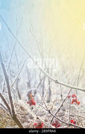 Winterschneeszene mit Blume. Frozenned Frosty Plant. Mit Eiszapfen bedeckte Pflanzen Stockfoto