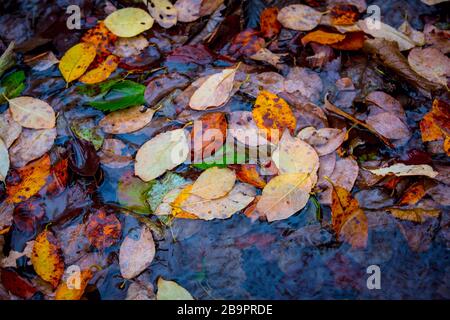 Abstrakter Herbstlaub auf der Wasseroberfläche im Wald Stockfoto