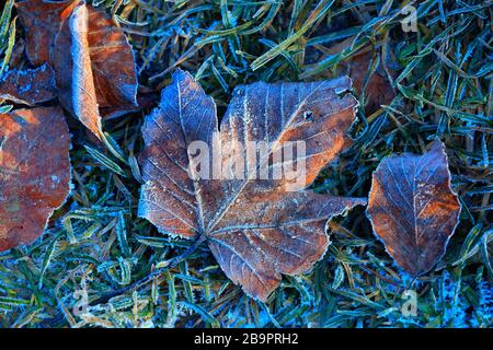 Schönheit Herbstblättchen und grünes Gras in Hoarfrost auf dem Boden Stockfoto