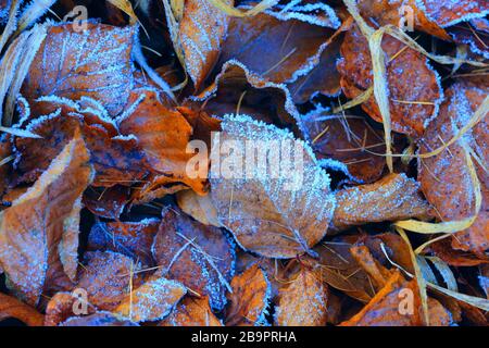 Schönheit Herbstlaub in Hoarfrost auf dem Boden Stockfoto