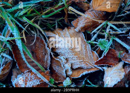 Heruntergefallene Herbstblätter und grünes Gras, das mit Huffrost bedeckt ist, auf dem Boden Stockfoto