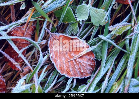 Tiefgefrorenes Herbst-Buche-Blatt auf grünem Gras im Huffrost. Schöner abstrakter Hintergrund Stockfoto