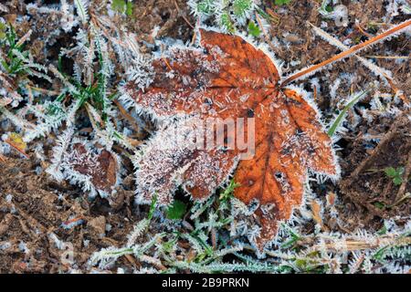 Allein gefrorenes Ahorn-Herbstblatt in Hoarfrost am Boden Stockfoto