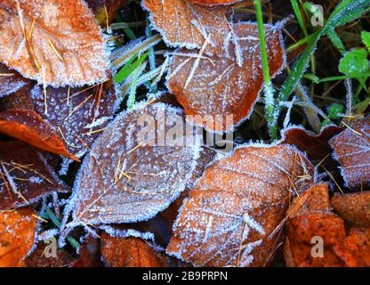 Herbst-Buche-Laube in Hoarfrost auf Gras Stockfoto