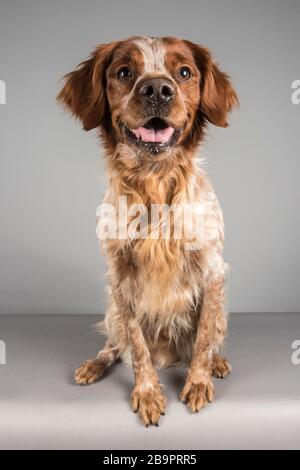 3 Jahre alt Brittany Spaniel, Großbritannien. Stockfoto