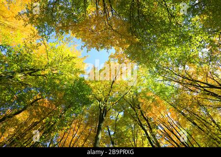 Blick nach oben am blauen Himmel dachte an hohe Herbstbäume im Wald Stockfoto