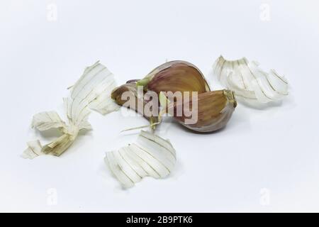 Knoblauchzehen beginnen zu keimen. Sie stammen aus biologischem Anbau in Polen Stockfoto