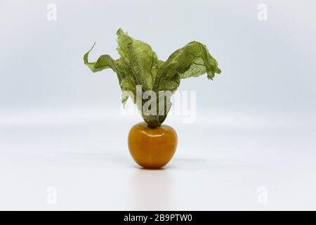 Physalis, Frucht im Darm, Schale. Reife Früchte mit schönen, satten Farben. Stockfoto