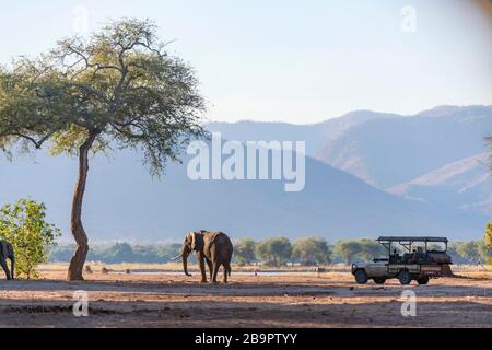 Eine Herde afrikanischer Elefanten, die im Mana Pools National Park in Simbabwe gesehen wurde. Stockfoto