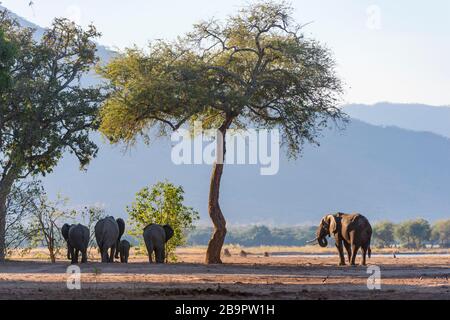 Eine Herde afrikanischer Elefanten, die im Mana Pools National Park in Simbabwe gesehen wurde. Stockfoto