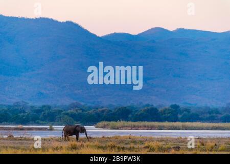 Ein großer afrikanischer Elefant, der im Mana Pools National Park in Simbabwe gesehen wurde. Stockfoto