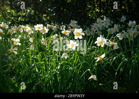 Narzissen im Frühjahr an einem sonnigen Tag. Stockfoto