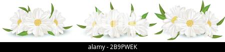 3D-realistische Kamille isoliert auf weißem Hintergrund. Zarte Blumenkamille. Kamille aus frischen Bündeln. Vektorgrafiken Stock Vektor