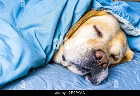 Weißer Labrador schläft auf dem Bett unter einer Decke. Stockfoto