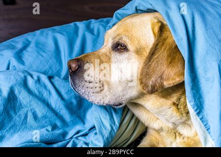 Weißer Labrador liegt auf dem Bett unter einer Decke. Stockfoto