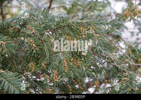 Eibe oder Taxus baccata Zweige mit Strobuli Nahaufnahme im Frühjahr bedeckt Stockfoto