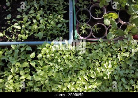 Junge Sprossen aus Pfeffer, Aster und Kamille Gänseblümchen Sämlinge im Balkongarten. Anbau von organischen Sämlingen zu Hause. Gewächshausanbau. Wachsende Pl Stockfoto