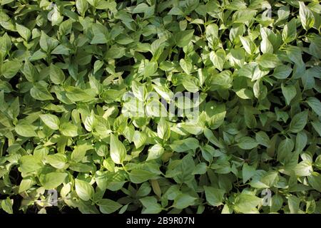 Pfefferbefüllung in den Behältern. Junge grüne Pflanzen im Balkon-Gemüsegarten. Draufsicht Stockfoto