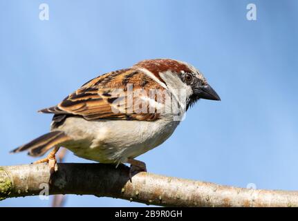 Tierwelt, ein auf einem Baumzweig sitzender Hausspfeil, der nach Nahrung sucht. Stockfoto