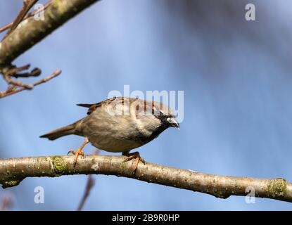 Tierwelt, Hausspfeil auf der Suche nach Nahrung, auf einem Baumzweig sitzend. Stockfoto